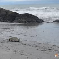 Turtle after laying eggs. 