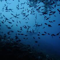 Happiest whilst diving ! 