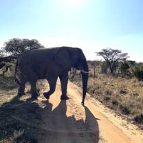 Elephant