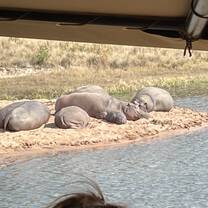 Hippos