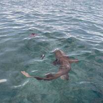 Sharks in Belize 