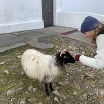 Sheep