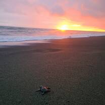 Baby turtle and sunset