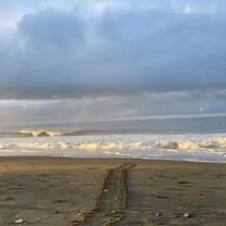 Turtle tracks with the sunrise! 
