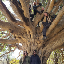Big tree