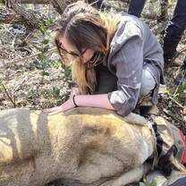 Lion intervention