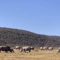 Rhino group in the reserve
