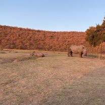 Rhino and calf at camp