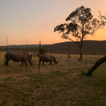 Sunset rhinos