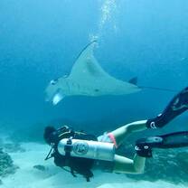 manta ray
