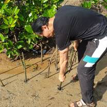 Plant seeds of mangrove trees
