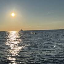 Dolphins