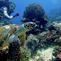 Tracking endangered Hawksbill turtles