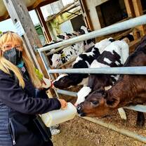 Feeding some cute calves at Can Gel