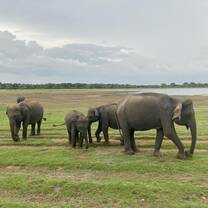 elephant safari
