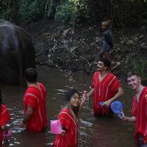 Elephants