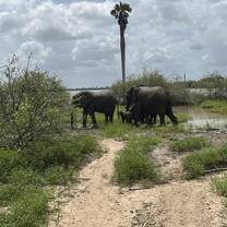 Elephant 