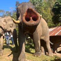 Elephant