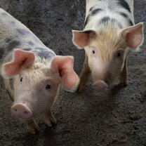 Practicing my animal photography!