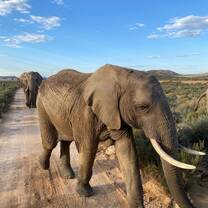 Safari 