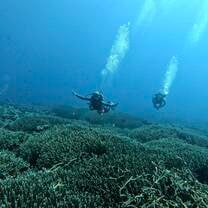 Fun dive 