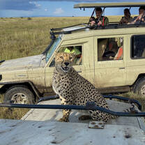 cheetah jumped on our safari truck!