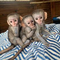 3 babies together