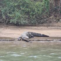 Crocodiles