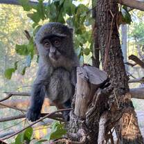 Lili - orphaned samango 