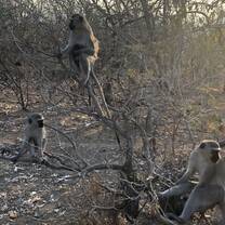 Always surrounded by monkeys.