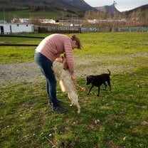 Taking care of animals