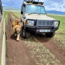 Serengeti Safari