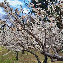 cherry blossoms