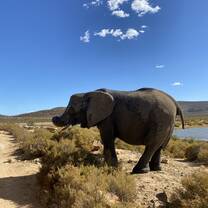 Safari