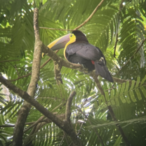 Arcos was able to provide an exclusive nature tour through the Bogarin nature trail. It was an absolute once in a lifetime experience. 