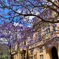 jacarandas on campus
