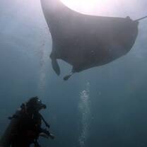 Reef Manta!