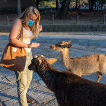 Deer At Nara Park