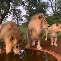 Lions at SanWild