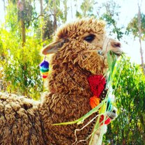 Llama 
