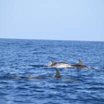 Atlantic Spotted Dolphin breaching among Cory's Shearwaters
