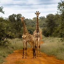 Giraffes at Sanwild