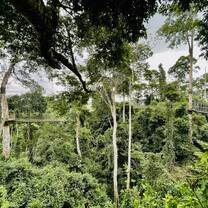  The canopy walk at the Cape Coast excursion. 