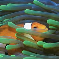 Clownfish  