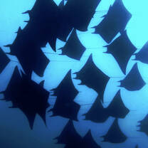 33 mobulas schooling 