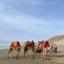 We rode camels in Morocco!