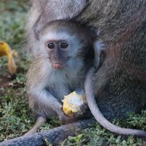 Coco, an orphan baby who we released into a troop after bonding with a foster mother. 