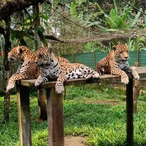 Jaguars