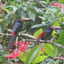 collared aracari seen through the classroom window!