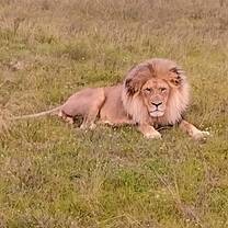 THe Lion King